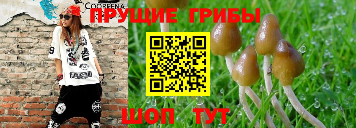 Псилоцибиновые грибы Psilocybine cubensis Выборг